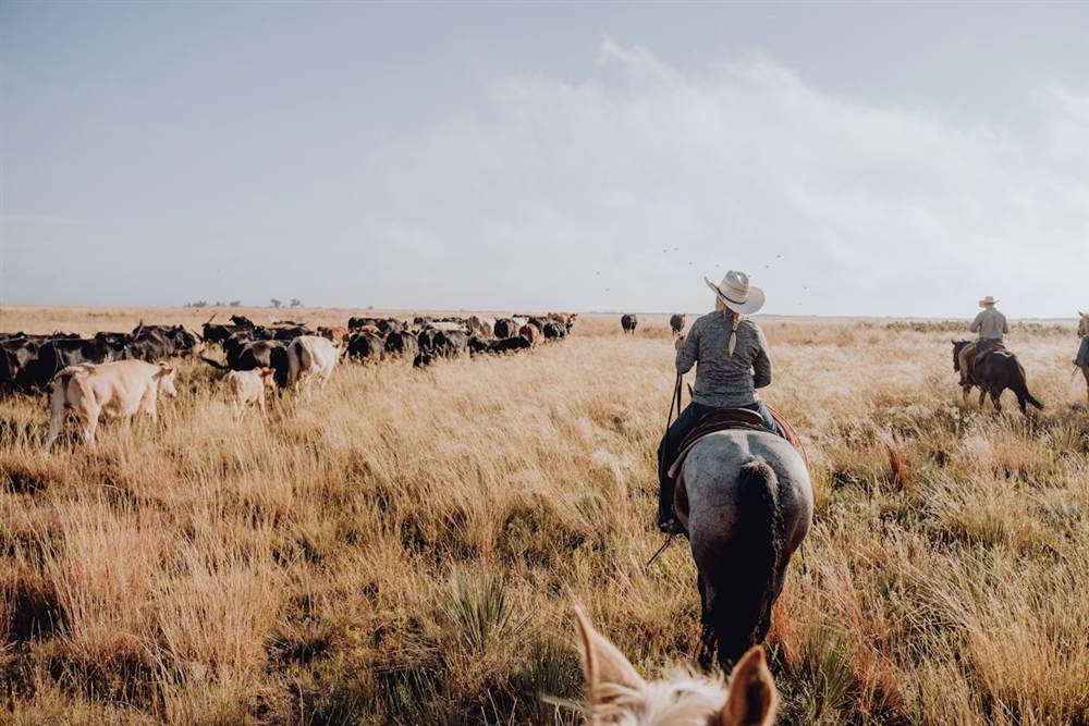 Peões a cavalo conduzindo o gado no pasto